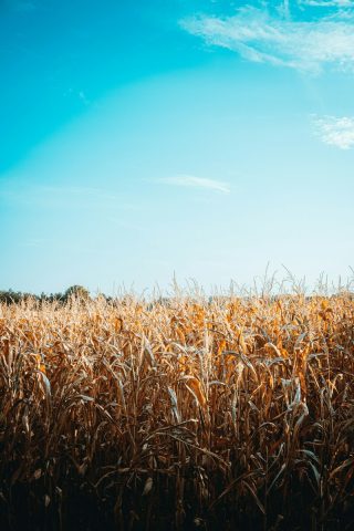Harvest Sun