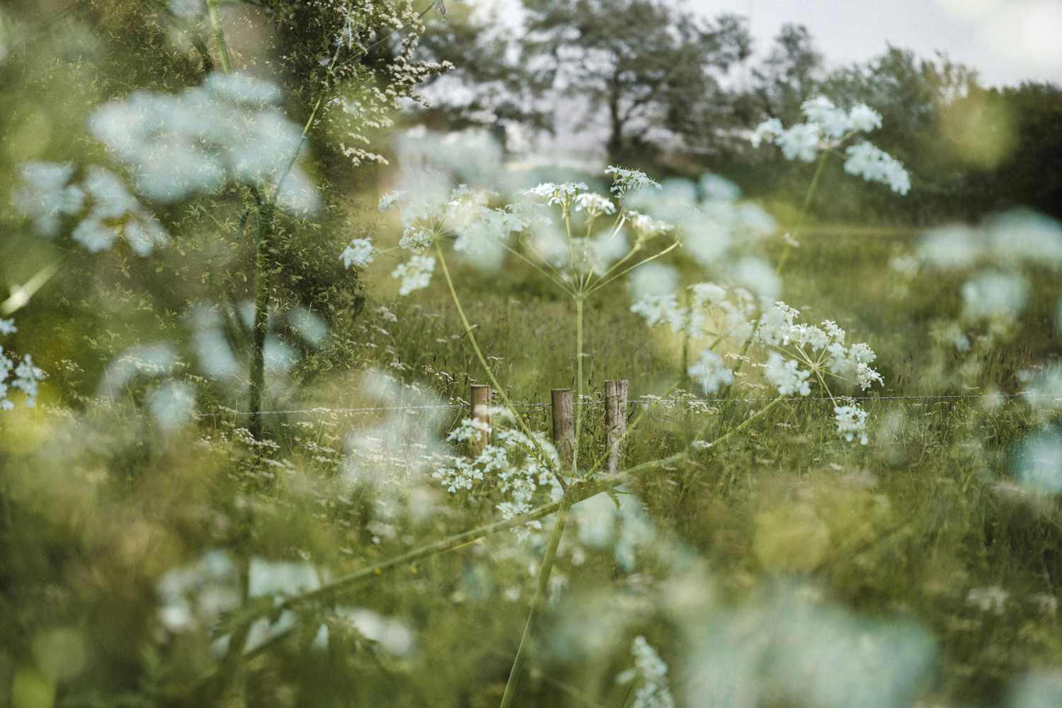 Fields
