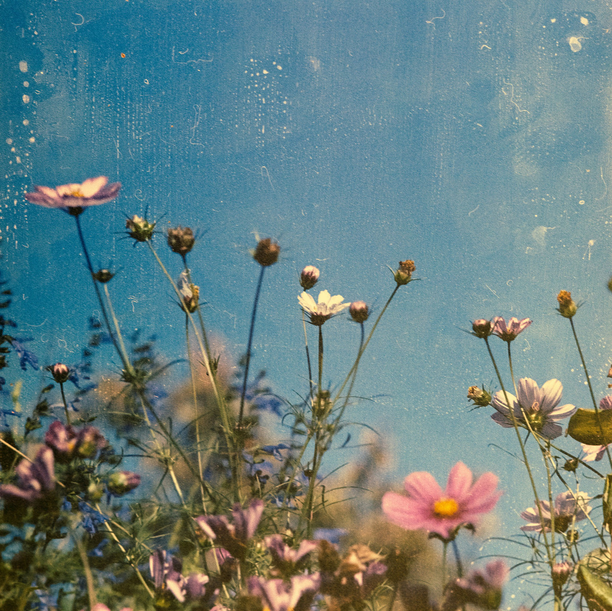 Cosmos